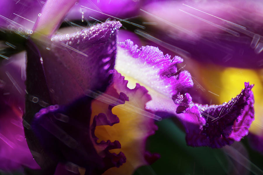Cattleaya Orchid Detail In Mist And Photograph by Alvis Upitis