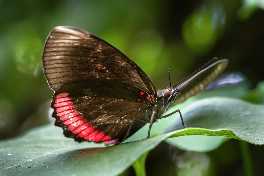 Cattleheart Butterfly Jardin Botanico del Quindio Calarca Colomb Photograph by Adam Rainoff