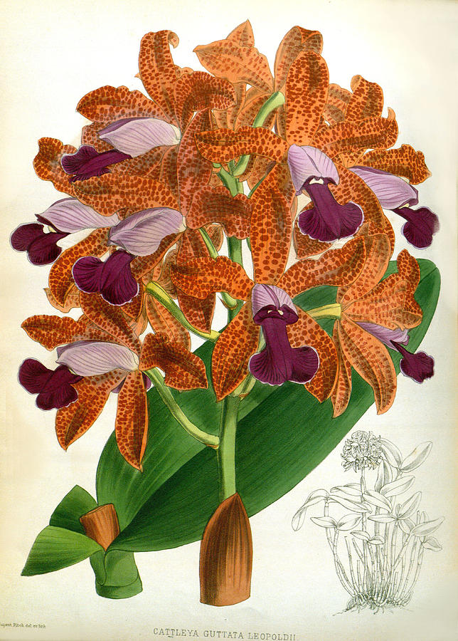 Cattleya Guttata Leopoldii Lindenia Orchid by Jean Jules Linden Cattleya Guttata Leopoldii Lindenia Orchid by Jean Jules Linden