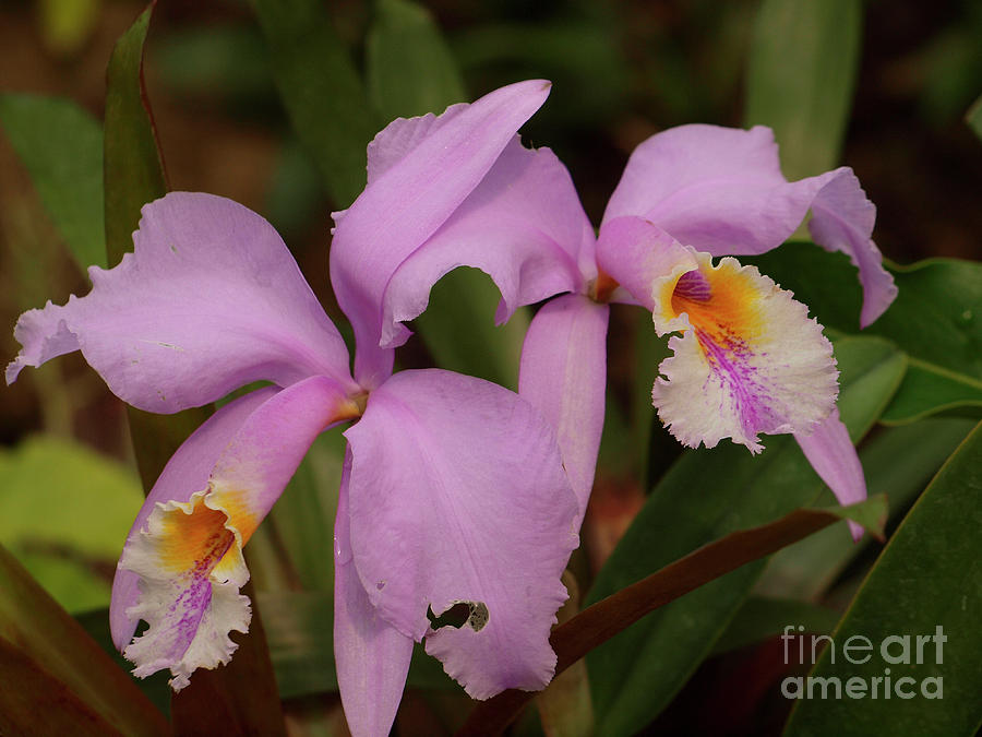 Orchid Photograph - Cattleya labiata orchid MSC_003 by Howard Stapleton
