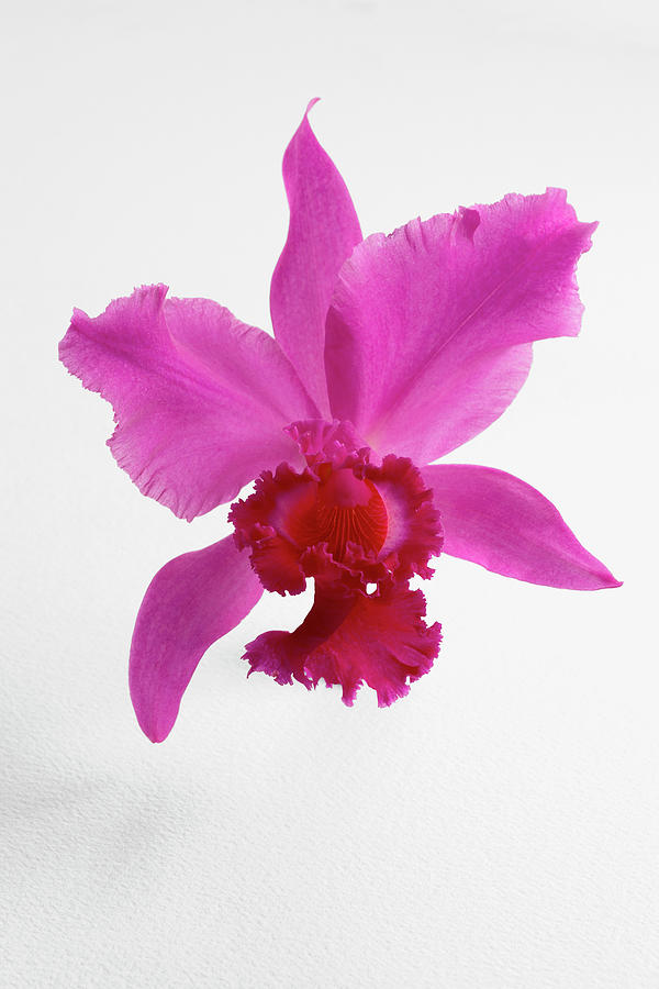Cattleya Orchid Photograph by Lew Robertson