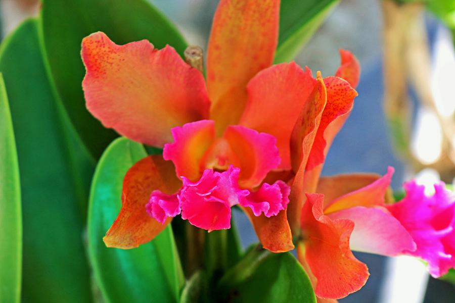 Cattleya Orchid Photograph by Michiale Schneider