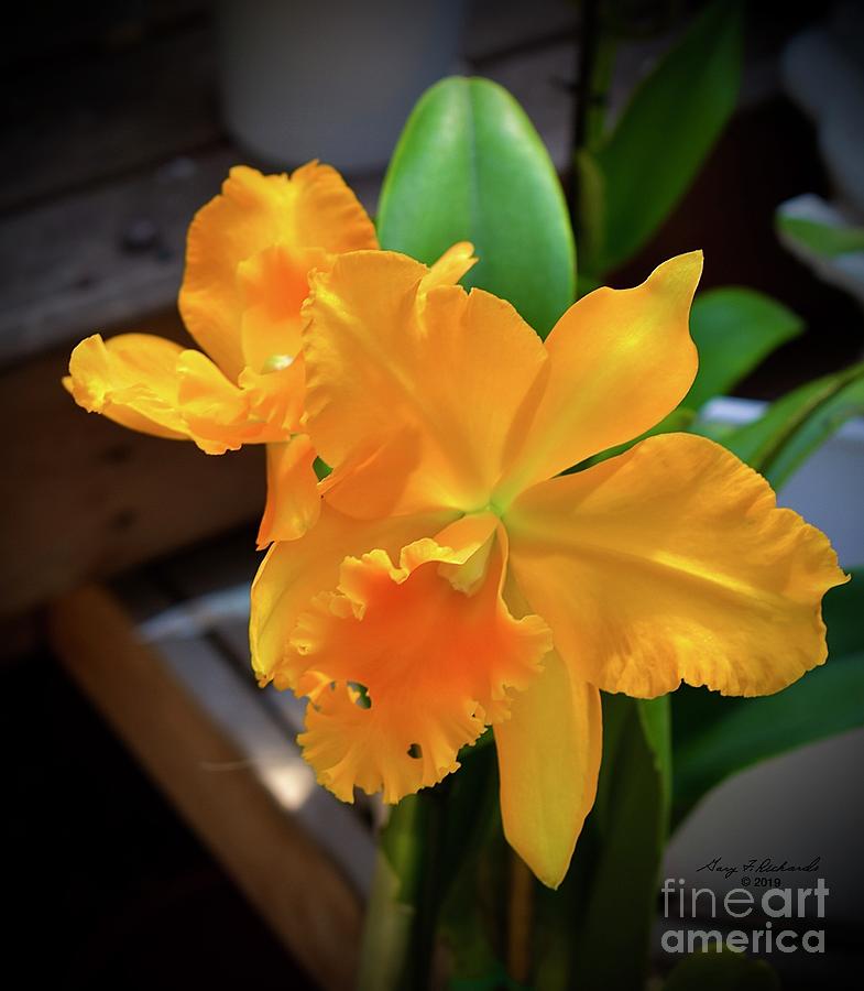 Cattleya Orchid Orange Digital Art by Gary F Richards