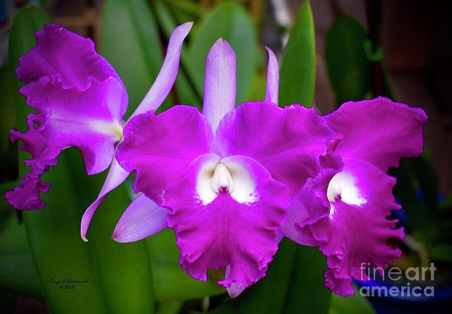 Cattleya Orchid Pink Photograph by Gary F Richards