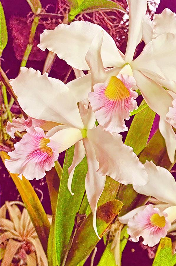 Cattleya Orchids in Rose Aloha by Joalene Young Cattleya Orchids in Rose Aloha by Joalene Young