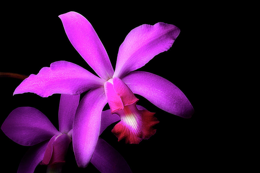 Cattleya Warneri by Cyndy Doty Cattleya Warneri by Cyndy Doty