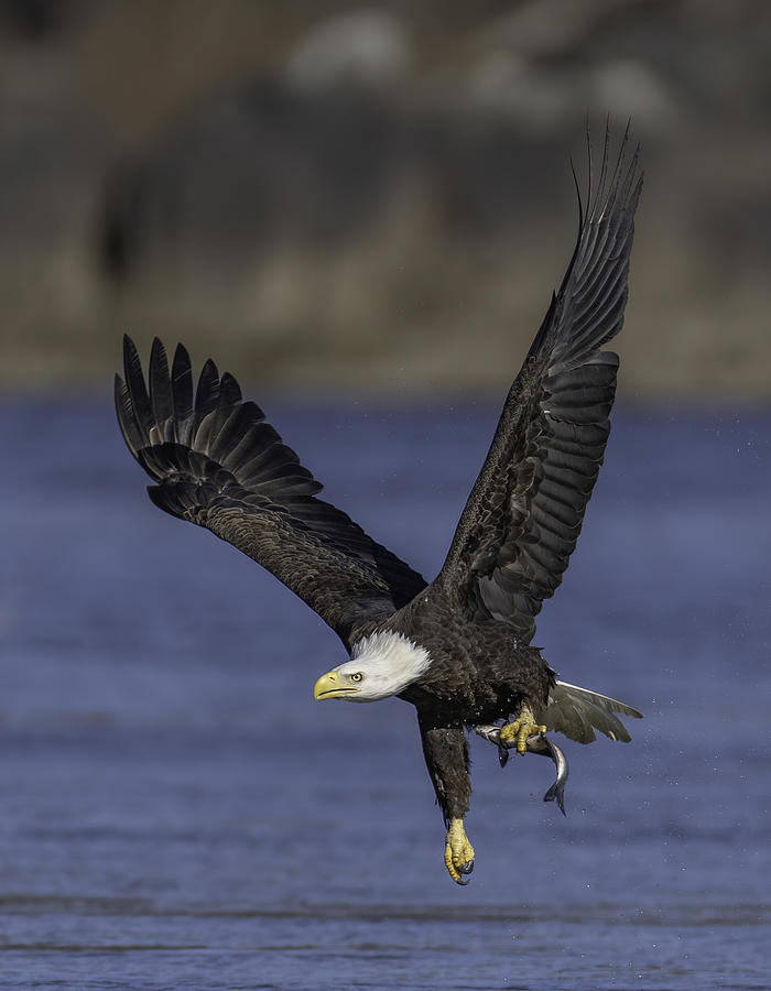 Eagle Photograph - Caught A Fish by Binbin Lu