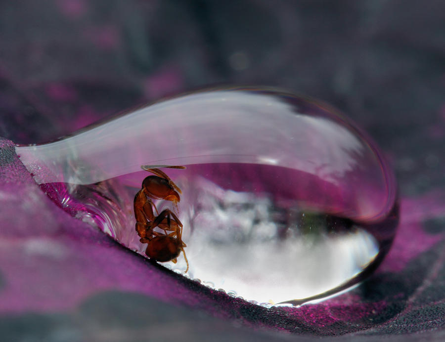 Ant Photograph - Caught In A Droplet by Jimmy Hoffman