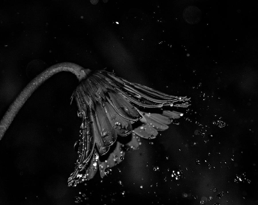 Caught in the Rain by Stephen Riella Caught in the Rain by Stephen Riella