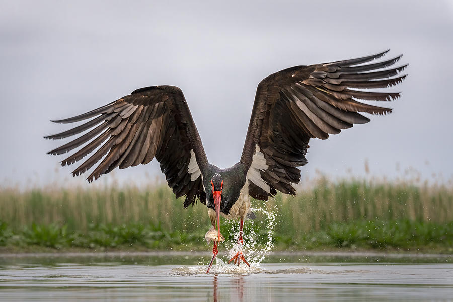 Stork Photograph - Caught It by John J. Chen