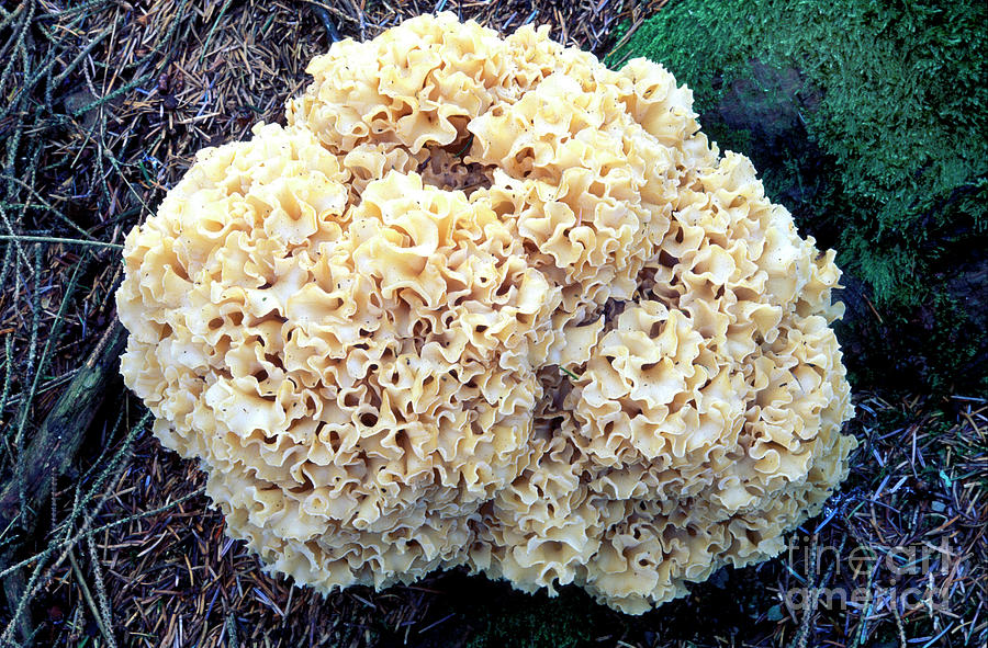 Nature Photograph - Cauliflower Fungus (sparassis Crispa) by Dr Keith Wheeler/science Photo Library