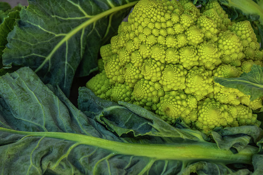 Cauliflower Photograph - Cauliflower Is A Vegetable Of Great Importance For Food by Cavan Images