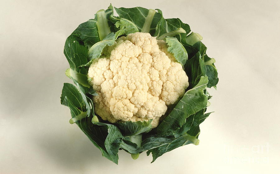 Cauliflower Photograph - Cauliflower by Maximilian Stock Ltd/science Photo Library