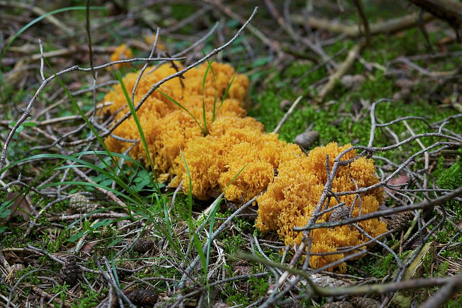 Cauliflower Mushroom On The Forest Floor Photograph by Mader, Sabine