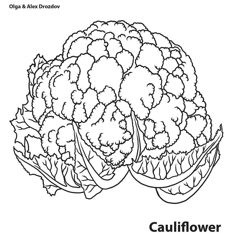 cauliflower line drawing