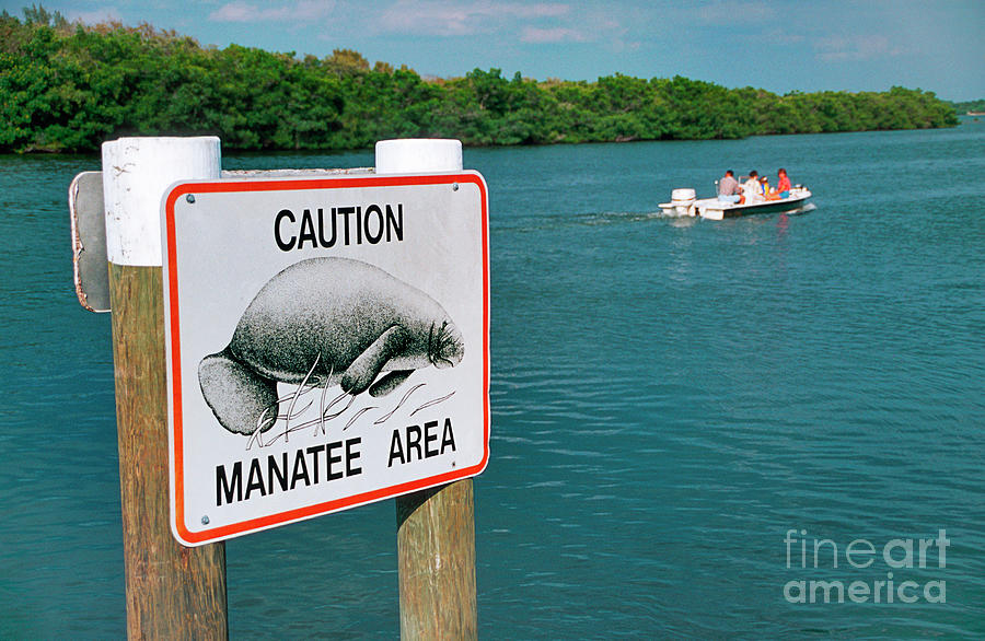 Caution Manatee Area Sign Photograph by Jeffrey Greenberg/uig/science Photo Library