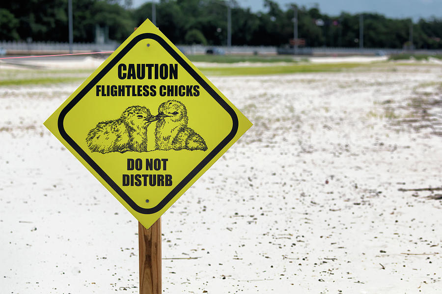 Caution Sign - Least Tern Breeding Area Photograph by Susan Rissi Tregoning