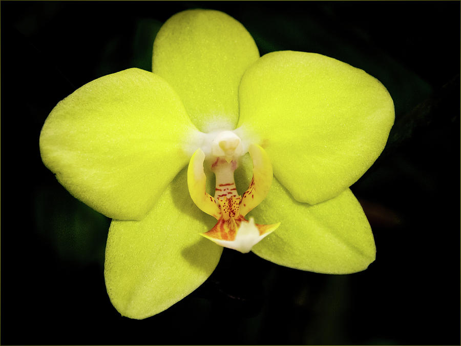 Caution Yellow Orchid Photograph by Jean Noren