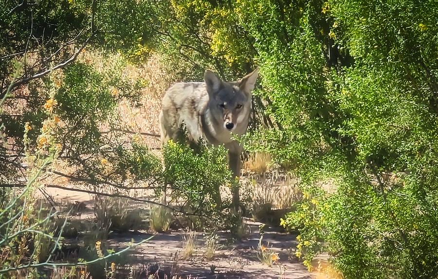 Cautious Coyote Photograph by Judy Kennedy
