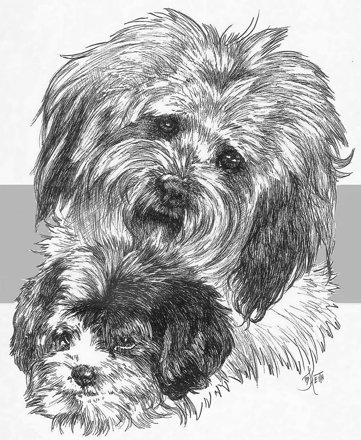 Cavachon and Pup Drawing by Barbara Keith