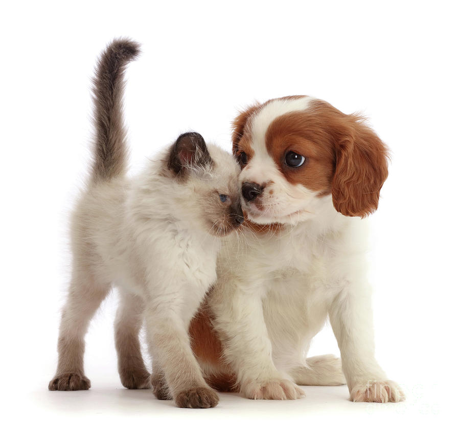 Cavalier and Kitten Head-to-Head Photograph by Warren Photographic