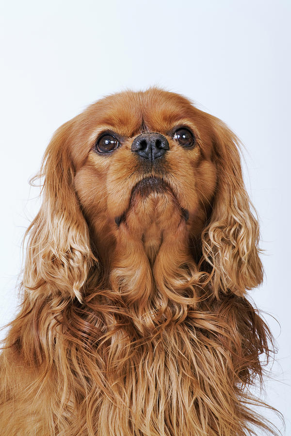 Cavalier King Charles Spaniel Looking Photograph by Martin Harvey