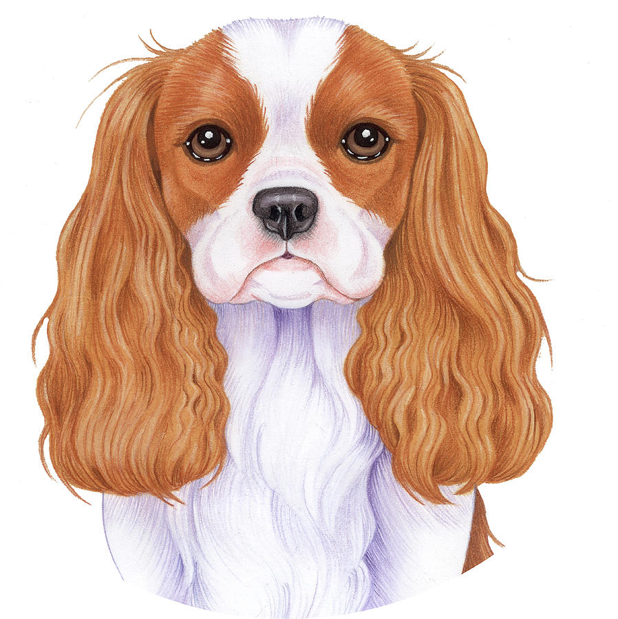 Animal Mixed Media - Cavalier King Charles by Tomoyo Pitcher