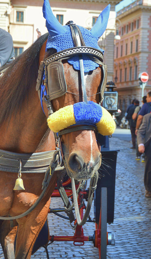 Cavallo At The Piazza Photograph by JAMART Photography