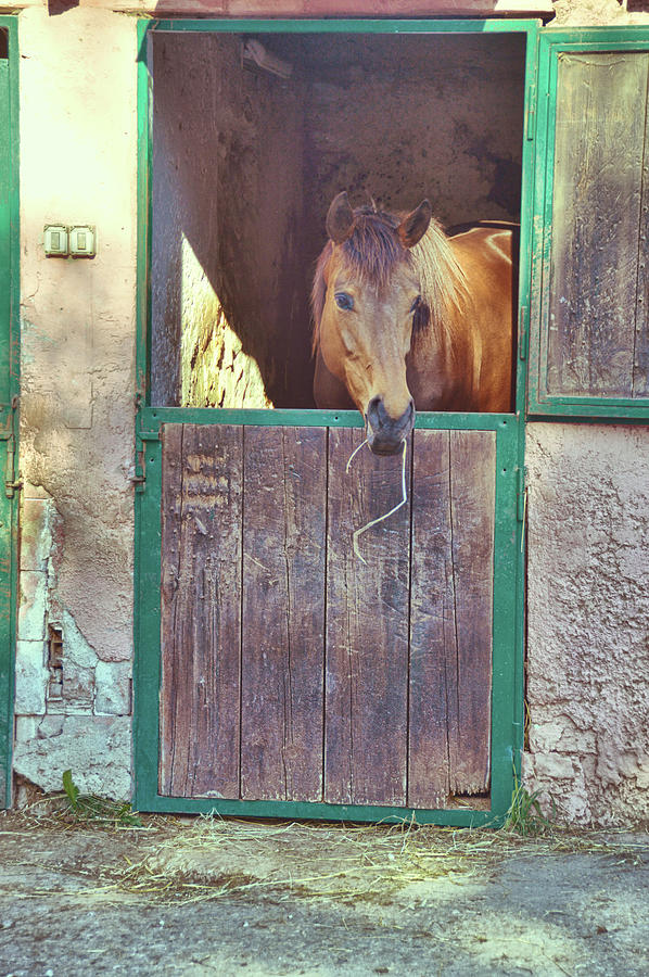 Cavallo Di Baia Photograph by JAMART Photography