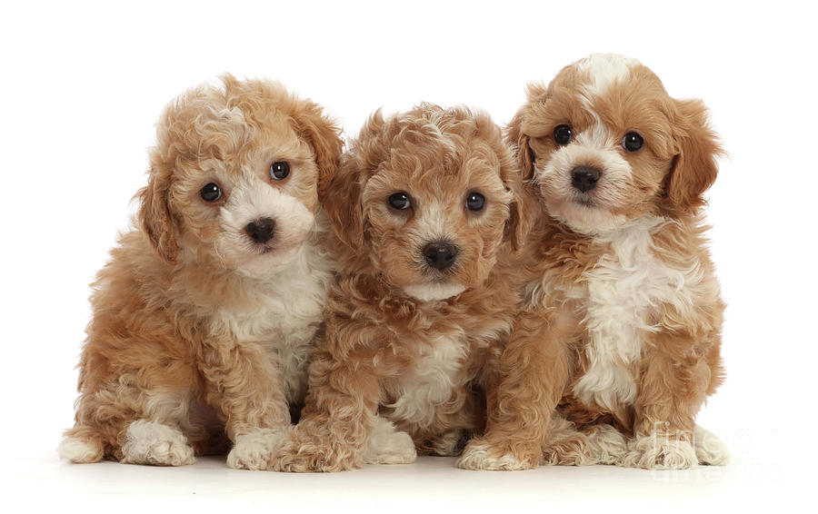 Cavapoochon puppy trio by Warren Photographic Cavapoochon puppy trio by Warren Photographic