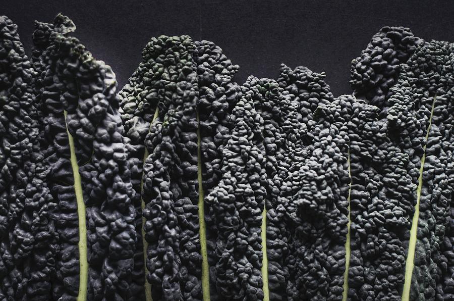Cavolo Nero black Kale Leaves In A Row Photograph by Nick Sida