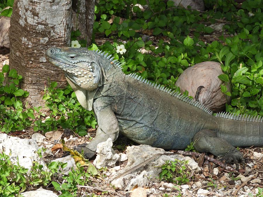 Cayman Blue Iguana 2 Photograph by Phil Brown | Fine Art America