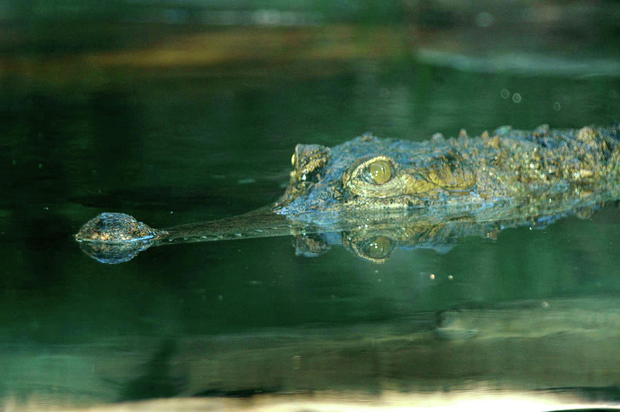 Cayman in the Amazon Photograph by Pat Kenyon