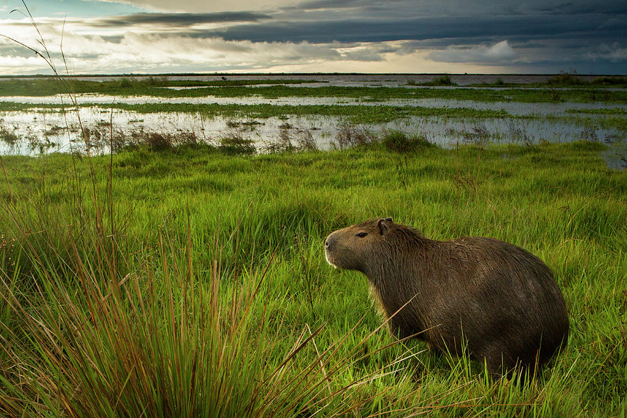 Caypbara In Marsh Photograph by Sebastian Kennerknecht