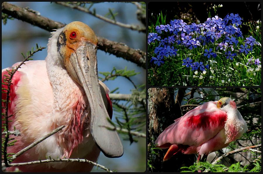Cazan Lake Collage by Betty Berard Cazan Lake Collage by Betty Berard