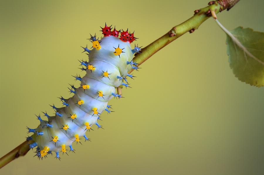 Wildlife Photograph - Cecropia by Jimmy Hoffman