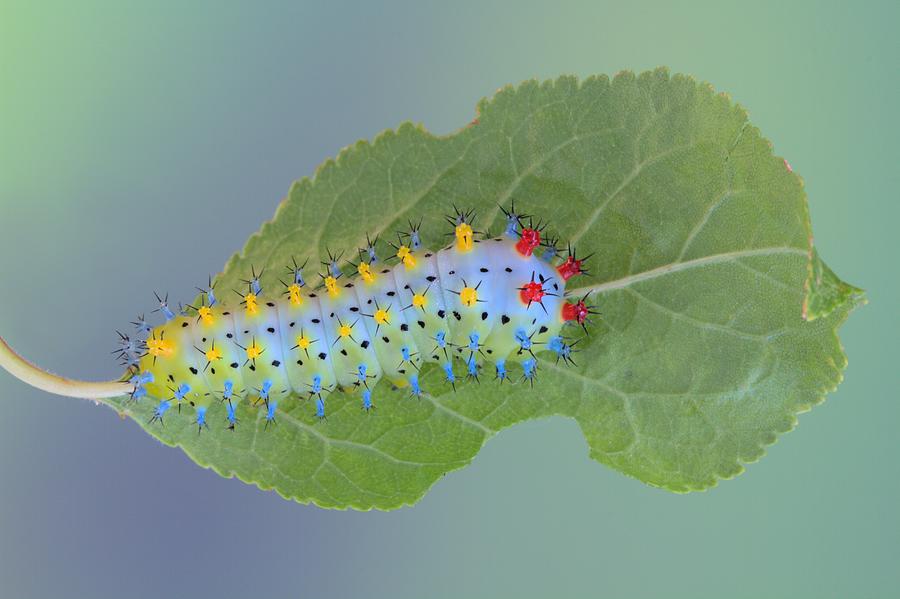 Wildlife Photograph - Cecropia Moth Caterpillar by Jimmy Hoffman