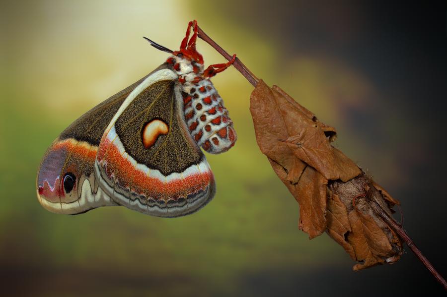 Silkmoth Photograph - Cecropia-moth by Jimmy Hoffman