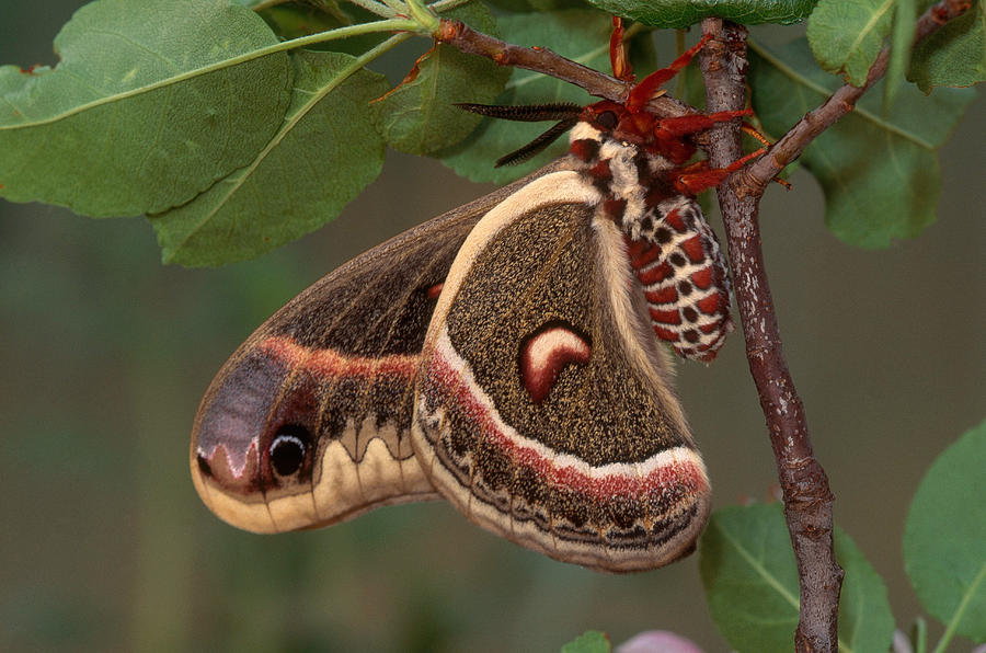 Animal Photograph - Cecropia Moth by Michael Lustbader