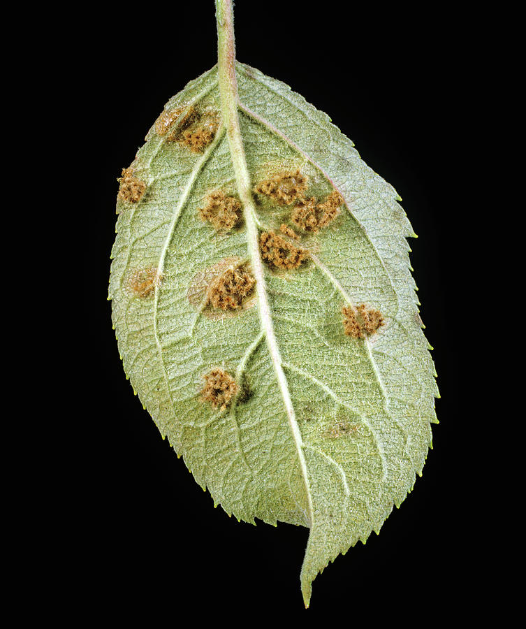 Cedar Apple Rust Gymnosporangium Photograph by Nigel Cattlin