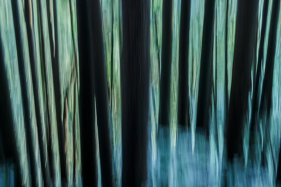 Tree Photograph - Cedar Forest by Yoshitsugu Seki
