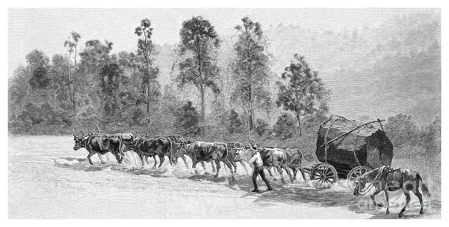 Cedar-getting On The Richmond River Drawing by Print Collector