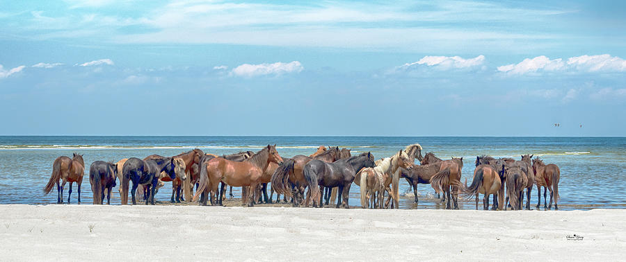 Cedar Island Wild Horses #1168F Photograph by Susan Yerry