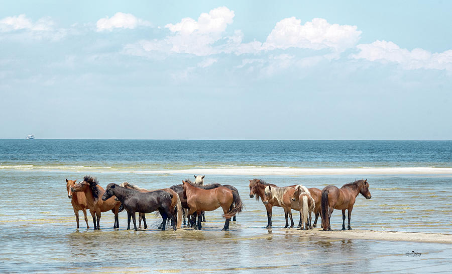 Cedar Island Wild Horses #1417b Photograph by Susan Yerry
