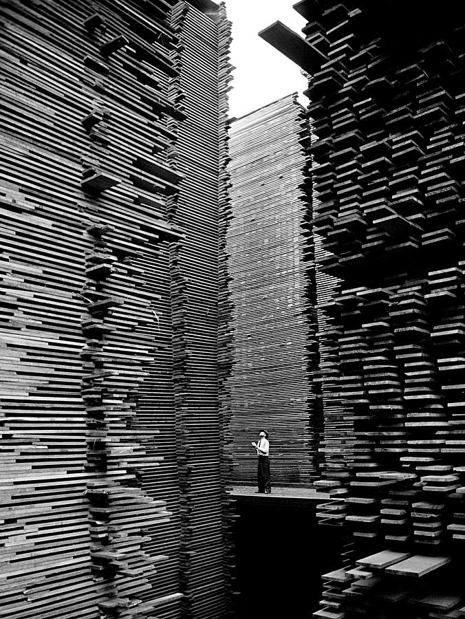 Timber Photograph - Cedar Lumber Manufacturing by Alfred Eisenstaedt