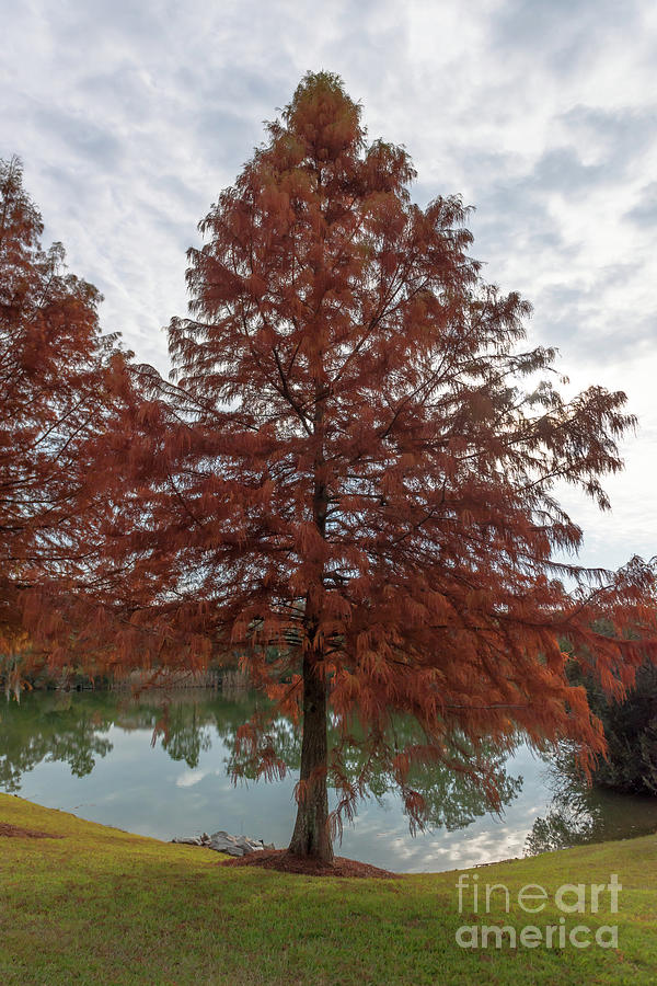 Cedar Tree - Autumn Photograph by Dale Powell