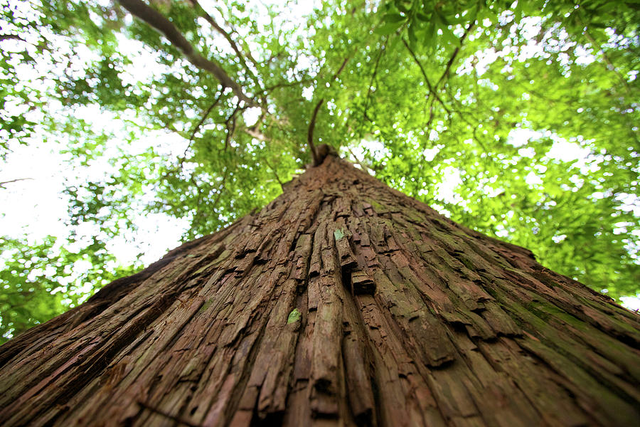 Cedar Tree Photograph by Noriyuki Araki