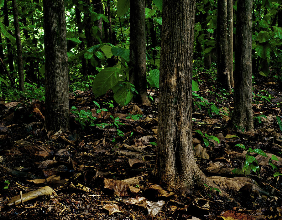 Cedar Trees by Trinidad Dreamscape Cedar Trees by Trinidad Dreamscape