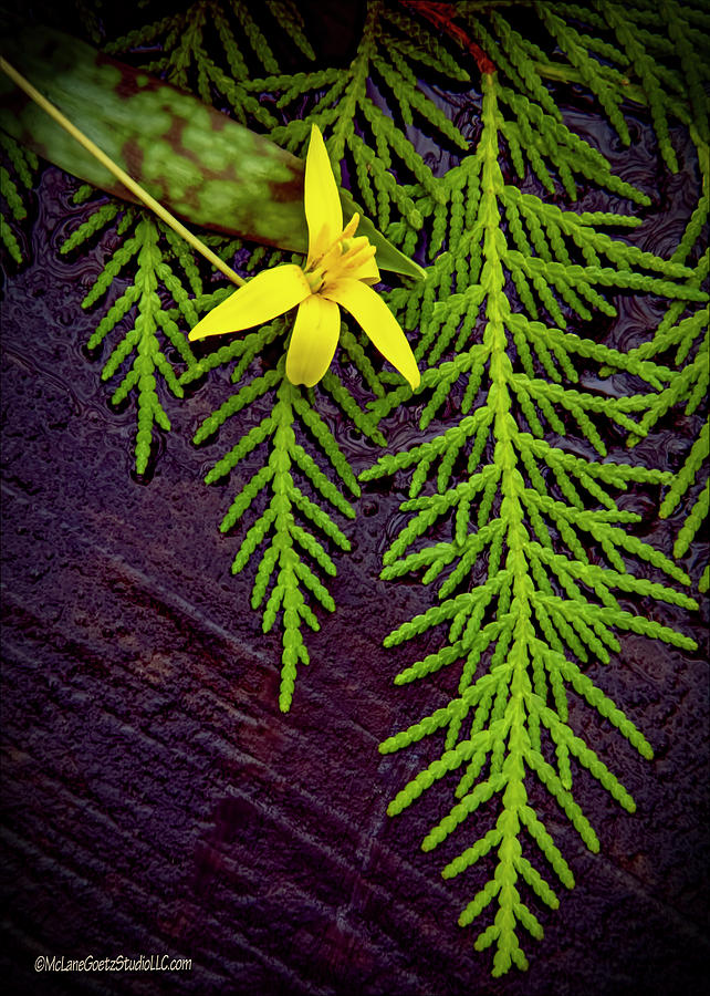 Cedar Trout Lily Photograph by LeeAnn McLaneGoetz McLaneGoetzStudioLLCcom