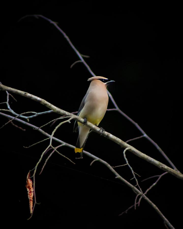 Cedar Waxwing Photograph - Cedar Waxing by Ariana Lizza Cedar Waxwing Photograph - Cedar Waxing by Ariana Lizza